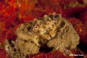Teddy Bear Crab by William Loke 